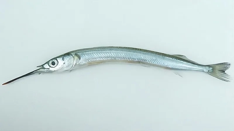 학꽁치 사진