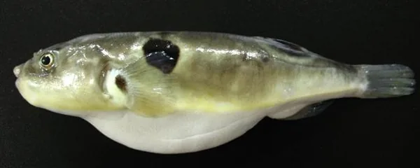 황복 사진