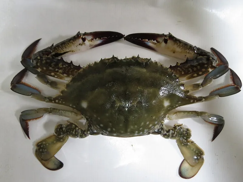 꽃게 사진